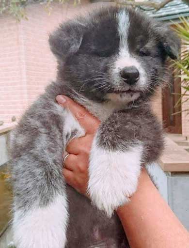 秋田犬 保存会 秋田犬会館 大きい デカい 看板犬 スバル