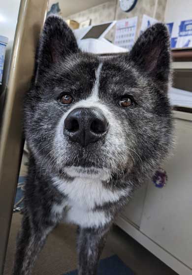 秋田犬 保存会 秋田犬会館 大きい デカい 看板犬 スバル