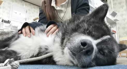 秋田犬 保存会 秋田犬会館 大きい デカい 看板犬 スバル