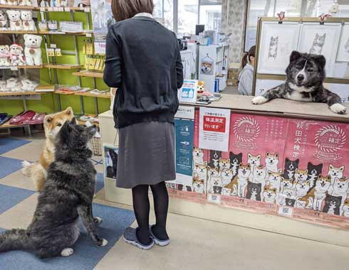 秋田犬 保存会 秋田犬会館 大きい デカい 看板犬 スバル