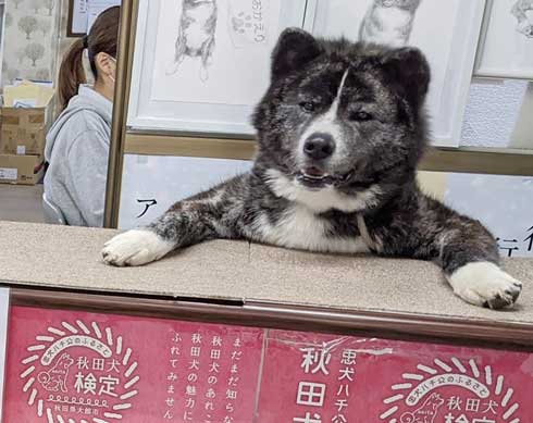 秋田犬 保存会 秋田犬会館 大きい デカい 看板犬 スバル