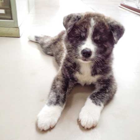 秋田犬 保存会 秋田犬会館 大きい デカい 看板犬 スバル