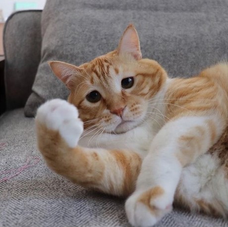 猫
