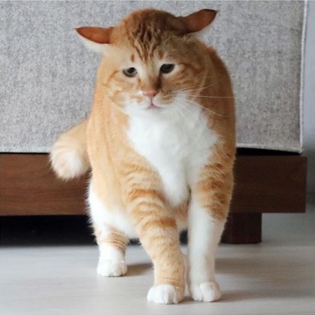 猫