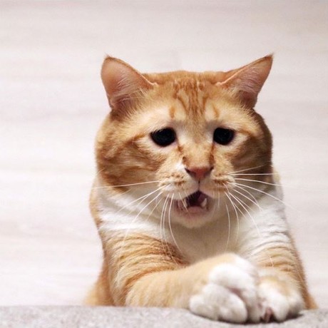 猫