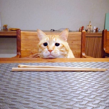猫