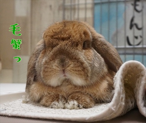 もんじももじじ