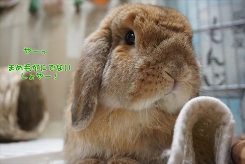 もんじももじじ