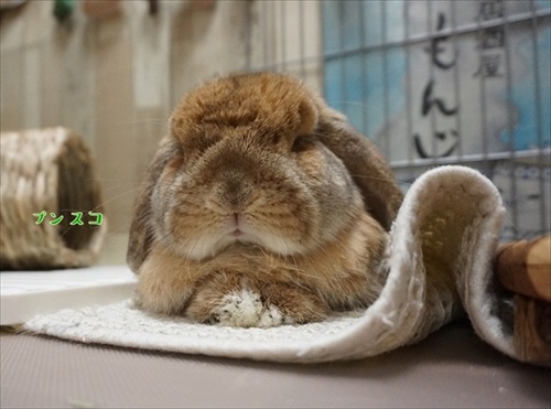 もんじももじじ