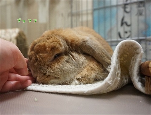 もんじももじじ