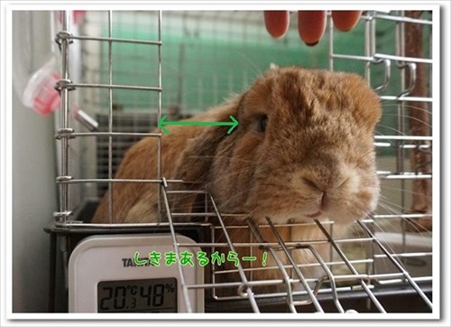 もんじももじじ