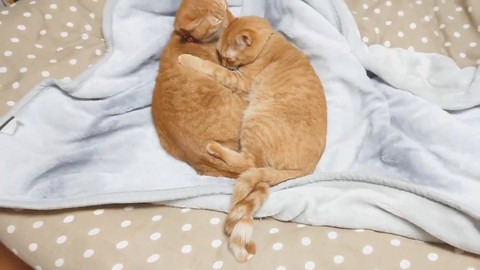 ねじねじ尻尾ネコちゃんたち