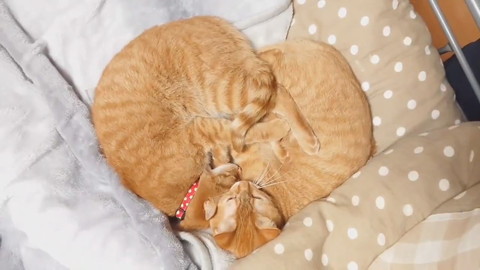 ねじねじ尻尾ネコちゃんたち