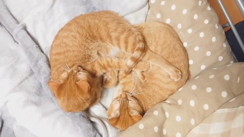 ねじねじ尻尾ネコちゃんたち