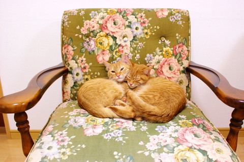 ゆずりくんとめぐりくん