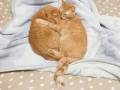 「仲が良すぎてねじねじしっぽになってた」　双子猫のラブラブな姿に心が浄化される