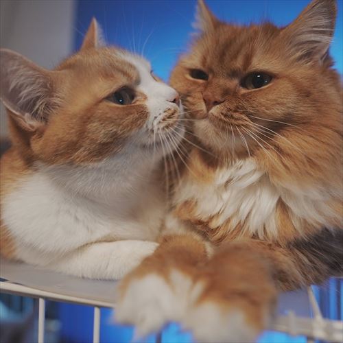 猫