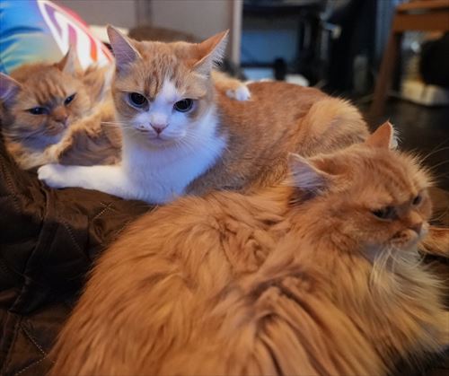 猫
