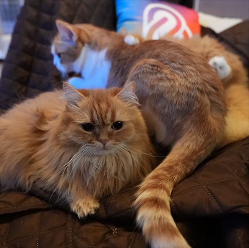 猫
