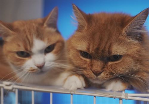 猫