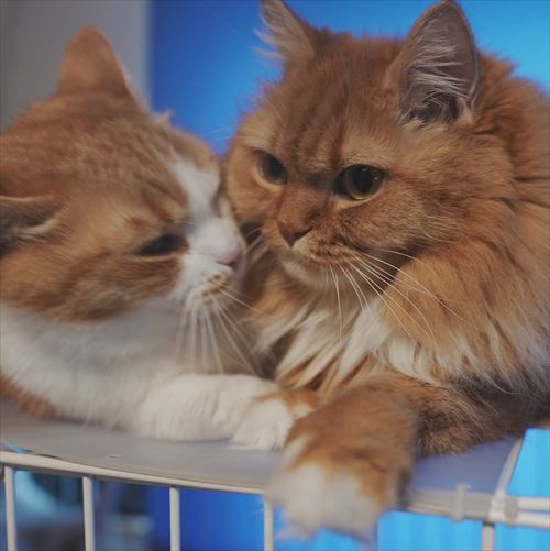 猫