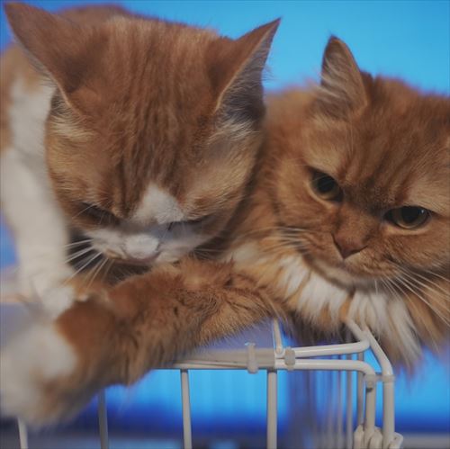 猫