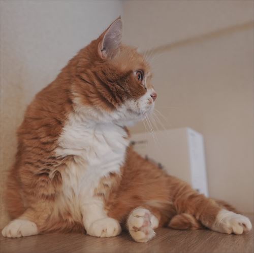 猫