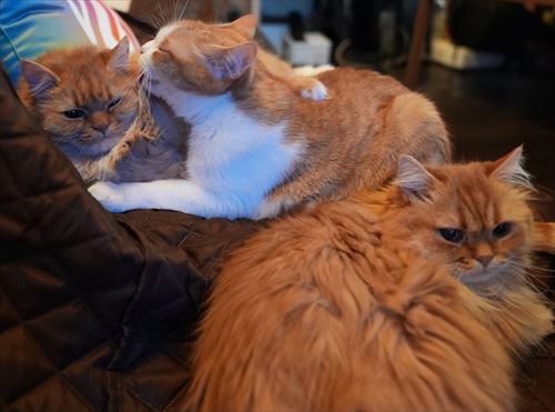猫