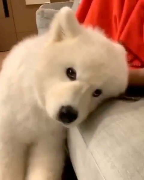 ネグレクトされていたサモエド