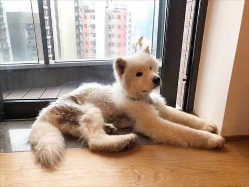 ネグレクトされていたサモエド