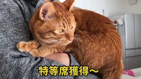 抱っこ 大好き 猫 表情 かわいい お出かけ 阻止 デレ