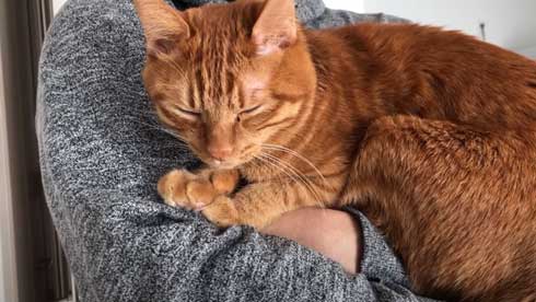 抱っこ 大好き 猫 表情 かわいい お出かけ 阻止 デレ