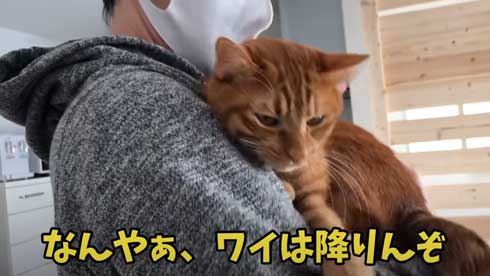 抱っこ 大好き 猫 表情 かわいい お出かけ 阻止 デレ