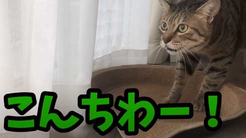 抱っこ 大好き 猫 表情 かわいい お出かけ 阻止 デレ