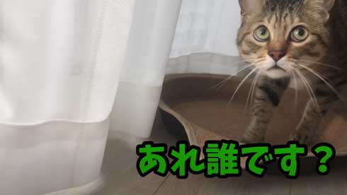 抱っこ 大好き 猫 表情 かわいい お出かけ 阻止 デレ