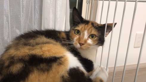 抱っこ 大好き 猫 表情 かわいい お出かけ 阻止 デレ