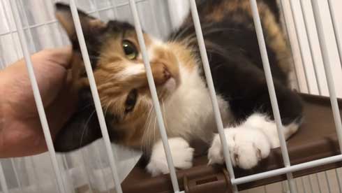 抱っこ 大好き 猫 表情 かわいい お出かけ 阻止 デレ