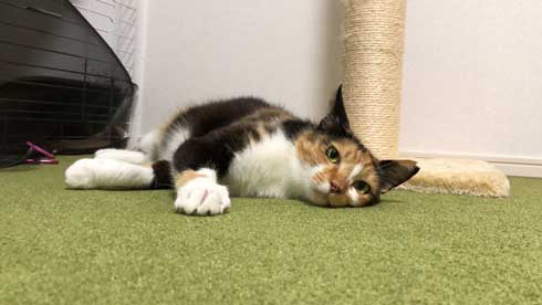 抱っこ 大好き 猫 表情 かわいい お出かけ 阻止 デレ