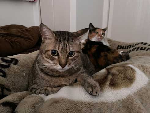 抱っこ 大好き 猫 表情 かわいい お出かけ 阻止 デレ