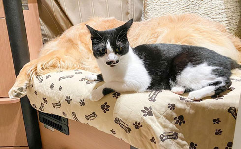 犬 猫 いびき 反応 違い 4コマ 漫画 餅付きなこ