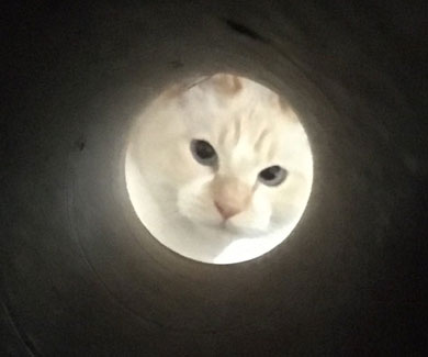 ラップの芯越し 猫 写真 弟子 亡き師匠を偲んで見上げた夜空 アイリスアウト 全日本失敗写真協会