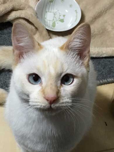 ラップの芯越し 猫 写真 弟子 亡き師匠を偲んで見上げた夜空 アイリスアウト 全日本失敗写真協会