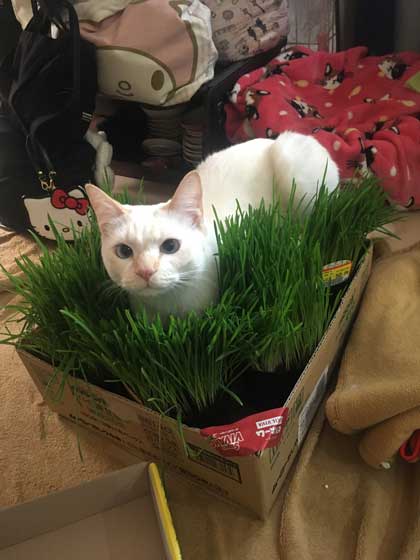 ラップの芯越し 猫 写真 弟子 亡き師匠を偲んで見上げた夜空 アイリスアウト 全日本失敗写真協会