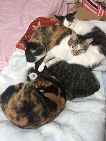 ラップの芯越し 猫 写真 弟子 亡き師匠を偲んで見上げた夜空 アイリスアウト 全日本失敗写真協会