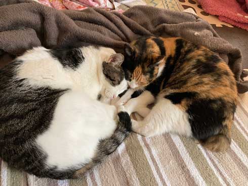 ラップの芯越し 猫 写真 弟子 亡き師匠を偲んで見上げた夜空 アイリスアウト 全日本失敗写真協会