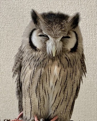 アフリカオオコノハズク