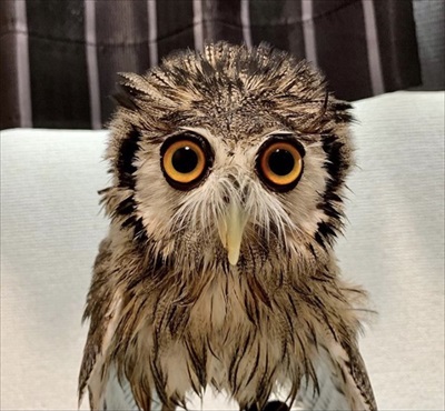 アフリカオオコノハズク