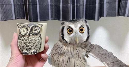 アフリカオオコノハズク