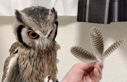 アフリカオオコノハズク