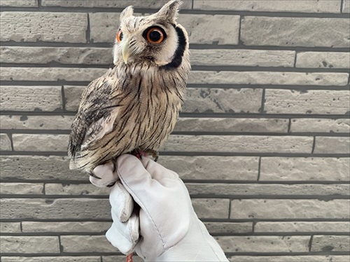 アフリカオオコノハズク